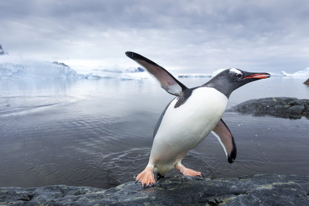 Antarctica Cuverville Island Gentoo Penguin (Pygoscelis papua) leaping from ocean onto rocky shoreline near rookery Canvas Art - Paul Souders Design Pics (19 x 12)