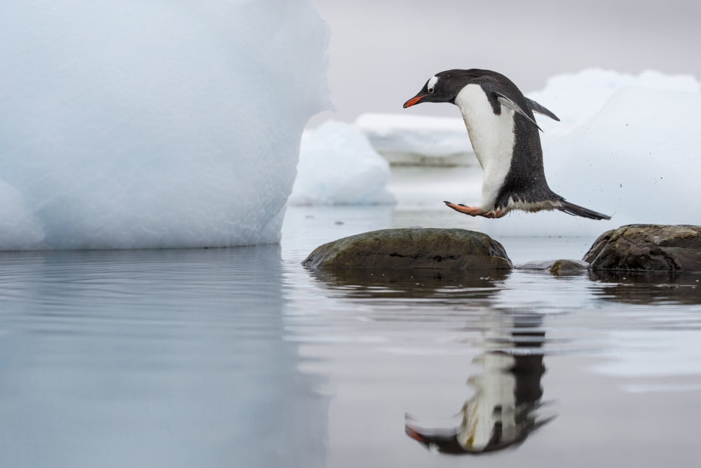 Antarctica Cuverville Island Gentoo Penguin (Pygoscelis papua) leaps between stones in shallow lagoon along Errera Channel Canvas Art - Paul Souders Design Pics (38 x 24)