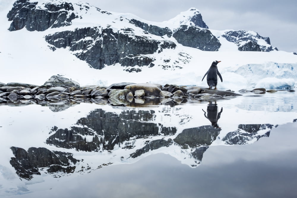 Antarctica Cuverville Island Gentoo Penguin (Pygoscelis papua) reflected in shallow water along glacial coastline Canvas Art - Paul Souders Design Pics (19 x 12)
