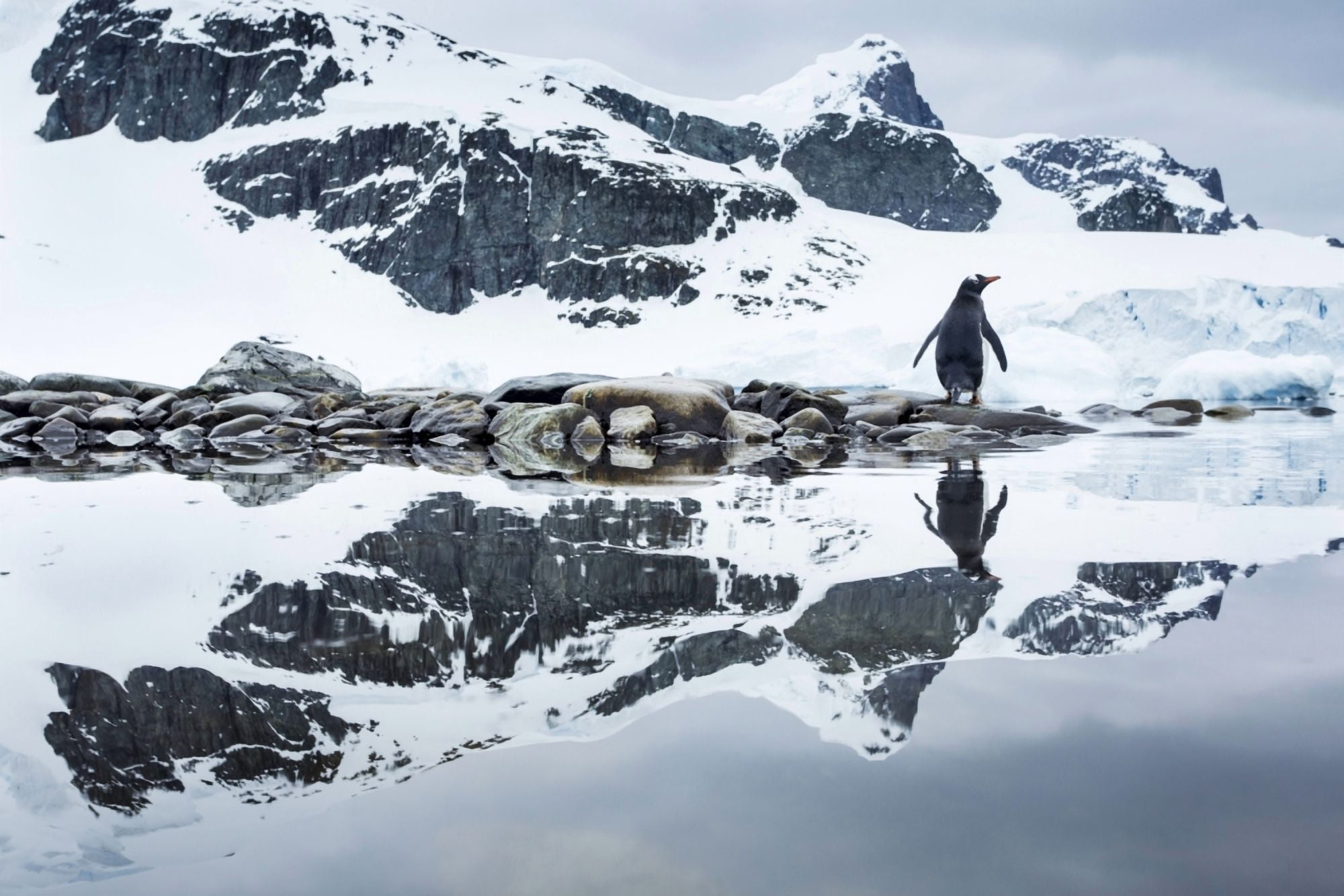 Antarctica Cuverville Island Gentoo Penguin (Pygoscelis papua) reflected in shallow water along glacial coastline Canvas Art - Paul Souders Design Pics (38 x 24)
