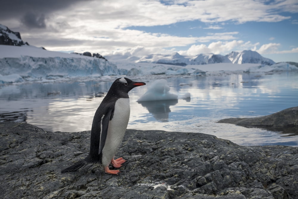 Antarctica Cuverville Island Gentoo Penguin (Pygoscelis papua) standing on rocky shoreline along Errera Channel Canvas Art - Paul Souders Design Pics (19 x 12)