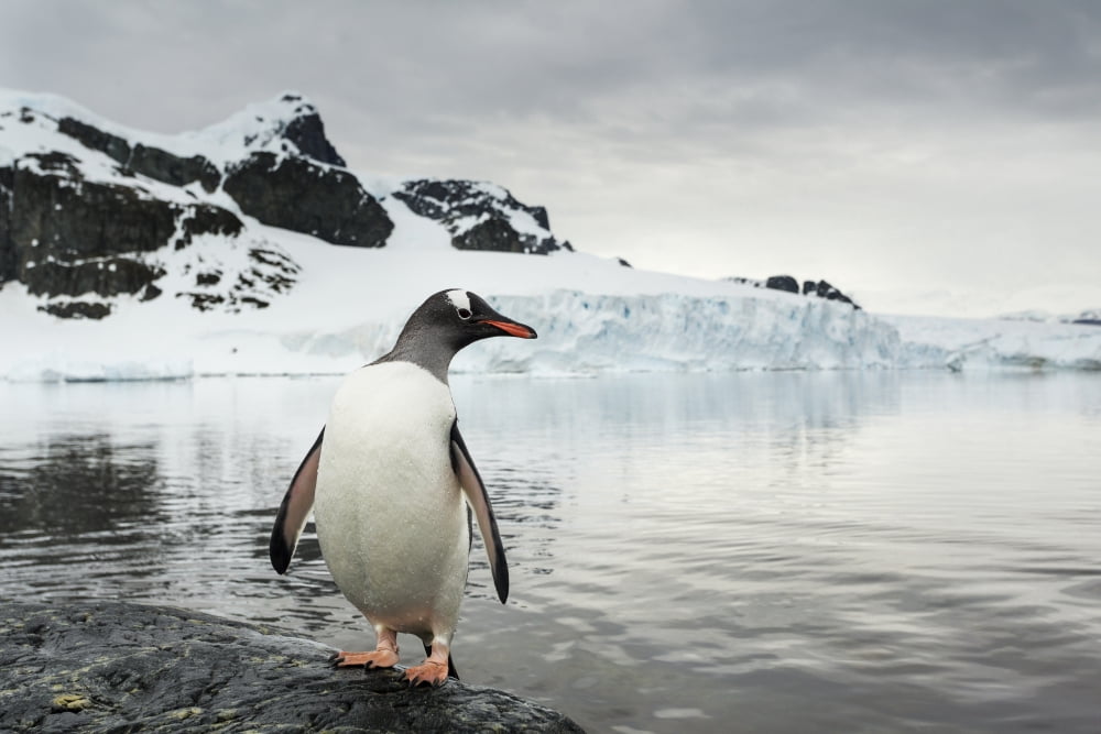 Antarctica Cuverville Island Gentoo Penguin (Pygoscelis papua) standing in shallow water along glacial coastline Canvas Art - Paul Souders Design Pics (19 x 12)