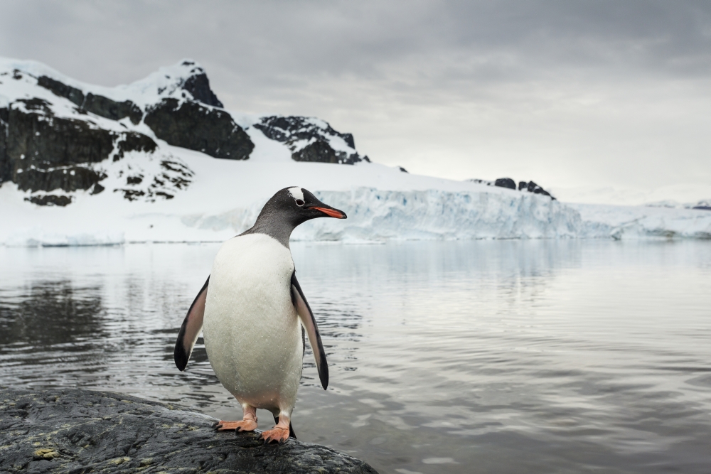 Antarctica Cuverville Island Gentoo Penguin (Pygoscelis papua) standing in shallow water along glacial coastline Canvas Art - Paul Souders Design Pics (38 x 24)
