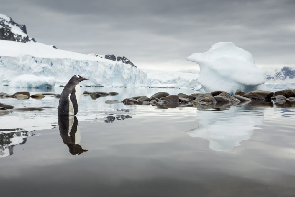Antarctica Cuverville Island Gentoo Penguin (Pygoscelis papua) standing in shallow water along glacial coastline Canvas Art - Paul Souders Design Pics (38 x 24)