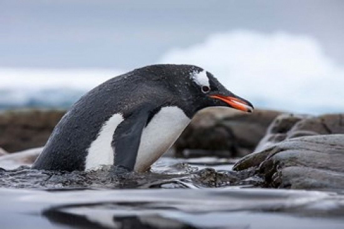 Antarctica Cuverville Island Gentoo Penguin climbing from water Canvas Art - Paul Souders DanitaDelimont (37 x 25)