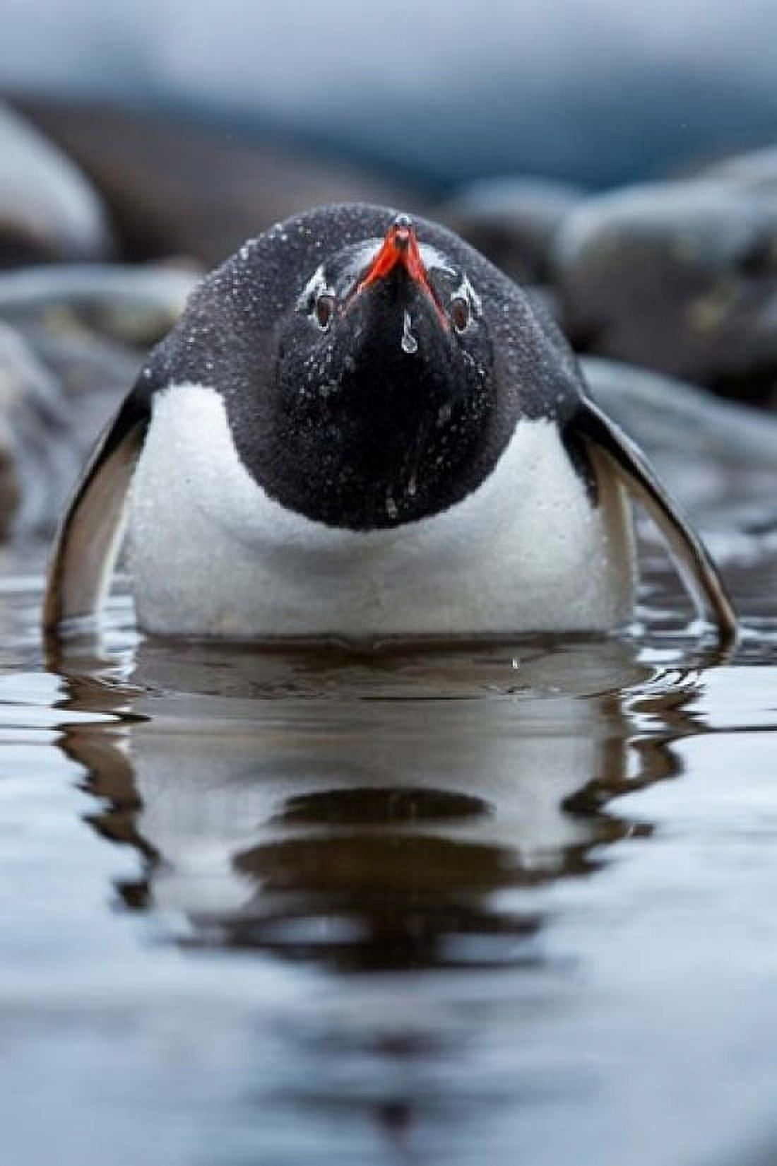 Antarctica Cuverville Island Gentoo Penguin in a shallow lagoon Canvas Art - Paul Souders DanitaDelimont (23 x 35)