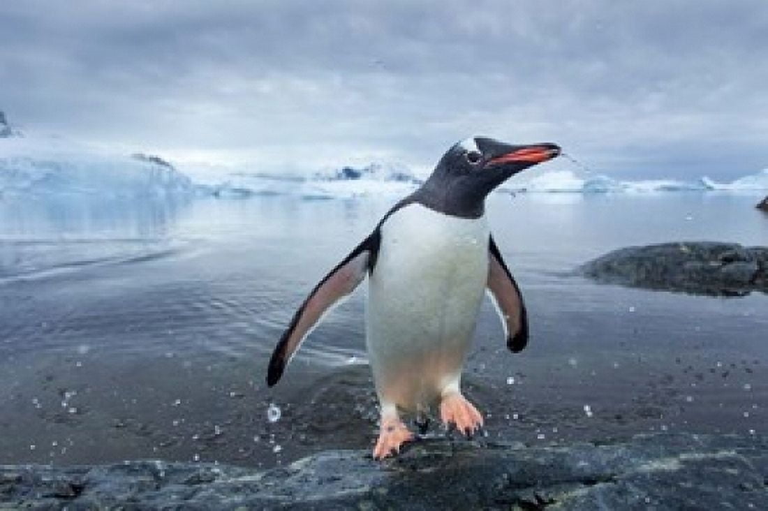 Antarctica Cuverville Island Gentoo Penguin leaping onto shore Canvas Art - Paul Souders  DanitaDelimont (24 x 15)