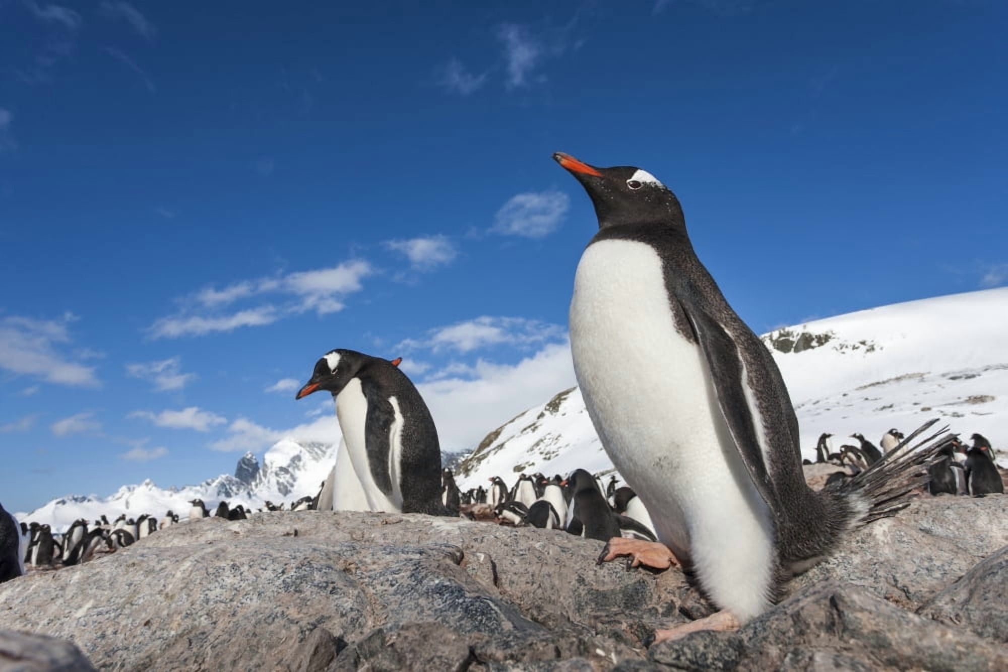Antarctica Cuverville Island Gentoo Penguins (Pygoscelis papua) standing on bare rock in snow-covered rookery Canvas Art - Paul Souders Design Pics (19 x 12)