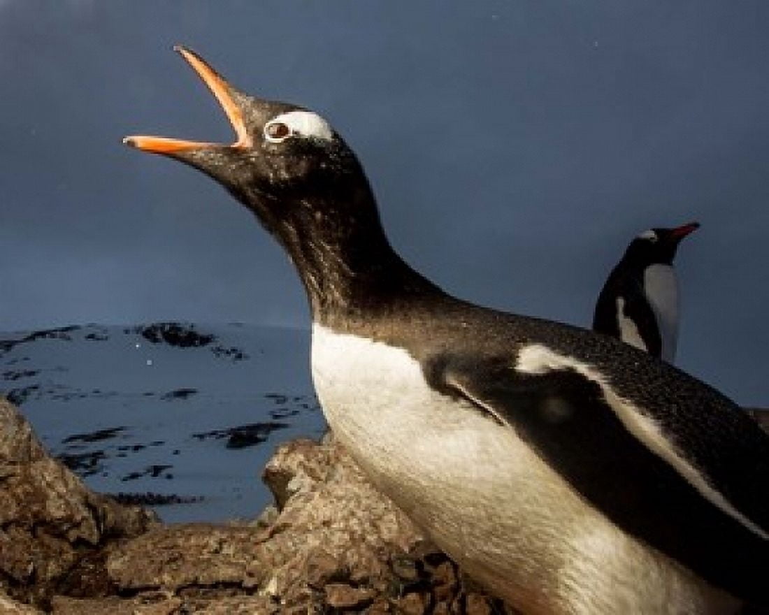 Antarctica Cuverville Island Portrait of Gentoo Penguin nesting Canvas Art - Paul Souders DanitaDelimont (20 x 16)