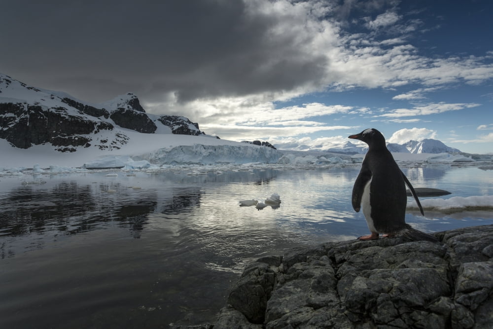 Antarctica Cuverville Island Silhouette of Gentoo Penguin (Pygoscelis papua) standing on rocky shoreline along Errera Channel Canvas Art - Paul Souders Design Pics (19 x 12)