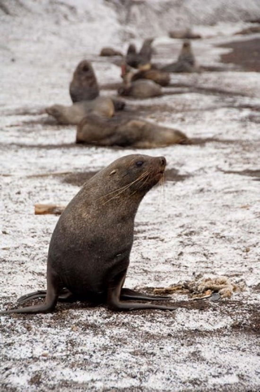 Antarctica Deception Island Antarctic fur seal Canvas Art - Cindy Miller Hopkins DanitaDelimont (11 x 17)