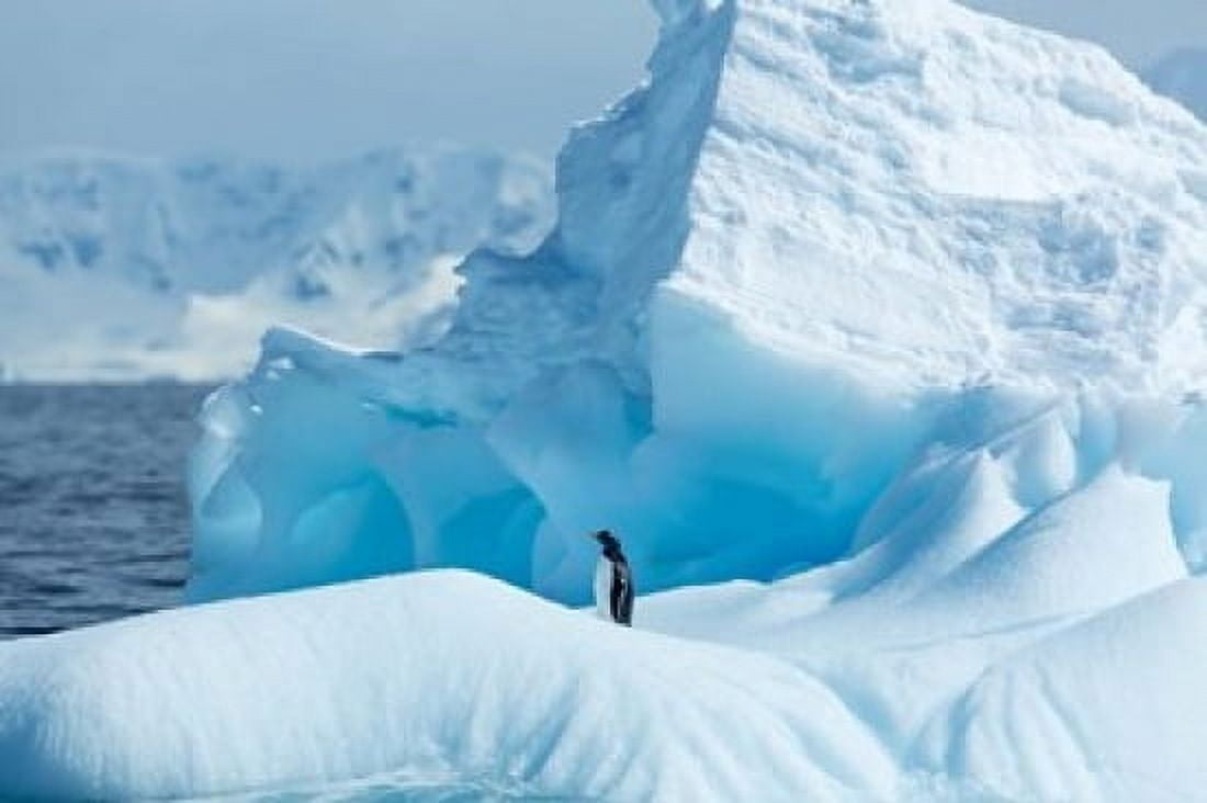 Antarctica Gentoo Penguin standing on iceberg near Enterprise Island Canvas Art - Paul Souders DanitaDelimont (39 x 26)