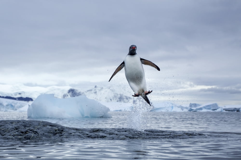Antarctica Gentoo Penguins(Pygoscelis papua) leaping from water along Cuverville Island shoreline Canvas Art - Paul Souders Design Pics (38 x 24)