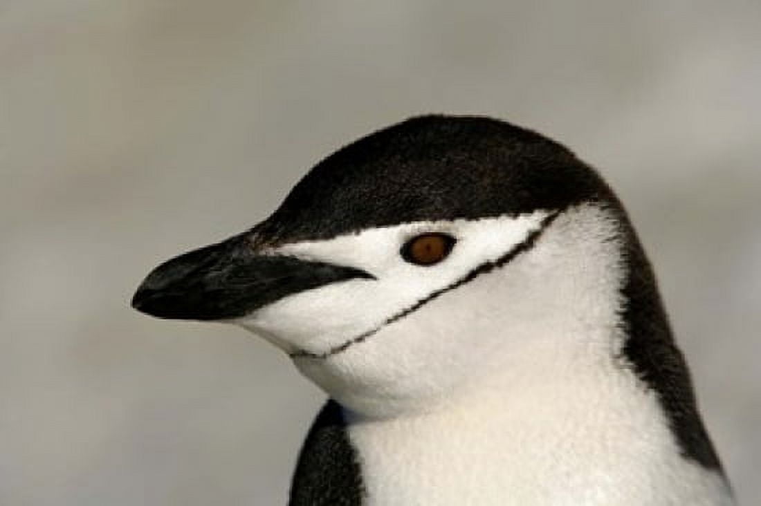 Antarctica Half Moon Island Chinstrap penguin Canvas Art - Jaynes Gallery DanitaDelimont (34 x 23)