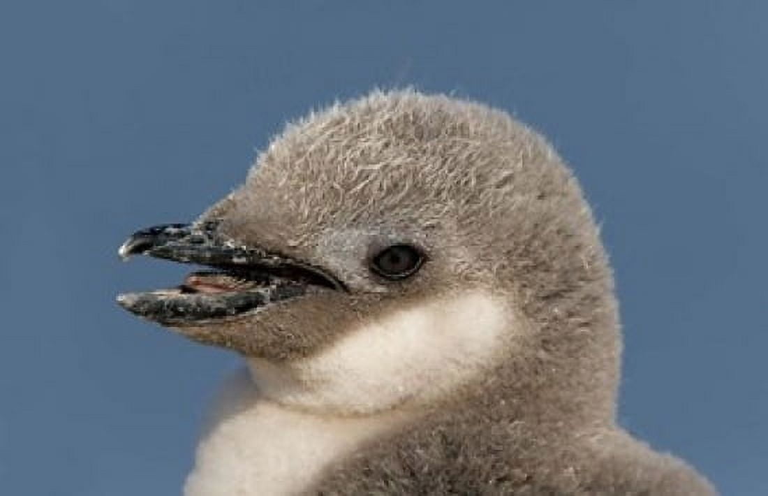 Antarctica Half Moon Island Chinstrap penguin chick Canvas Art - Jaynes Gallery DanitaDelimont (24 x 15)