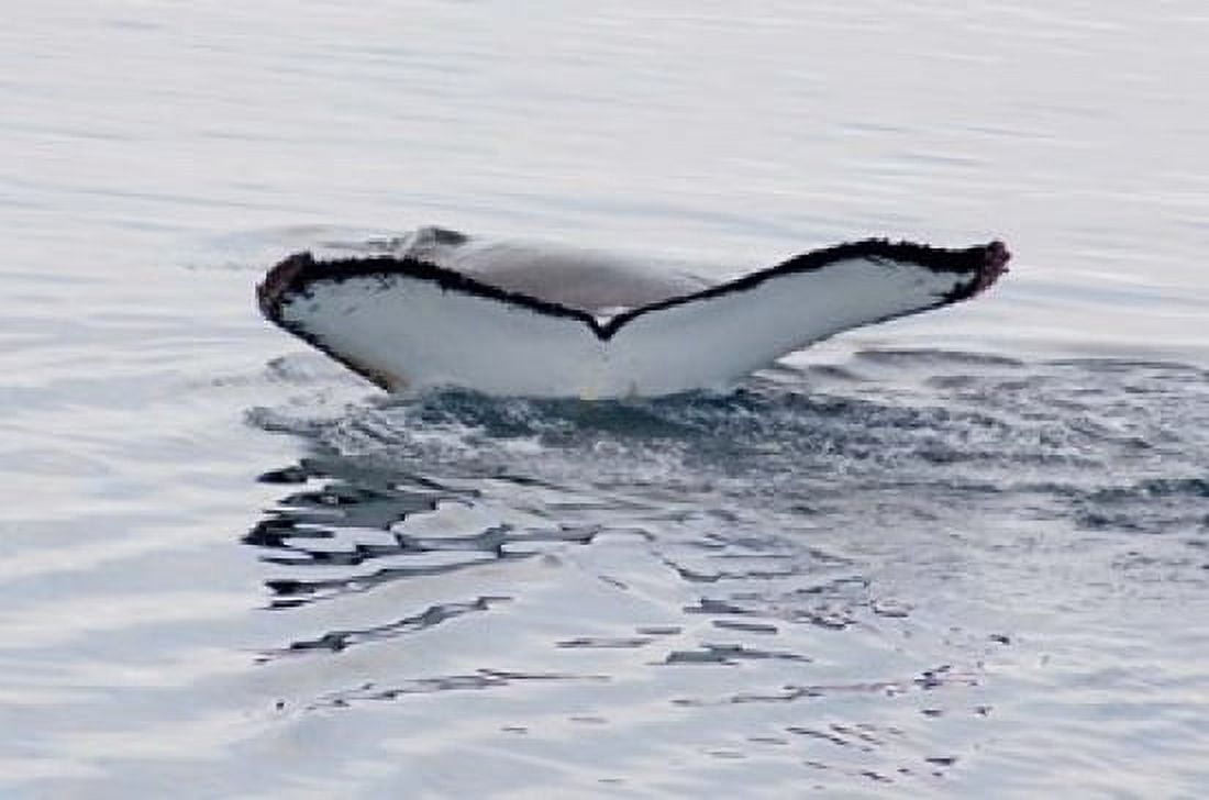 Antarctica Humpback whales in Southern Ocean Canvas Art - Cindy Miller Hopkins DanitaDelimont (34 x 23)