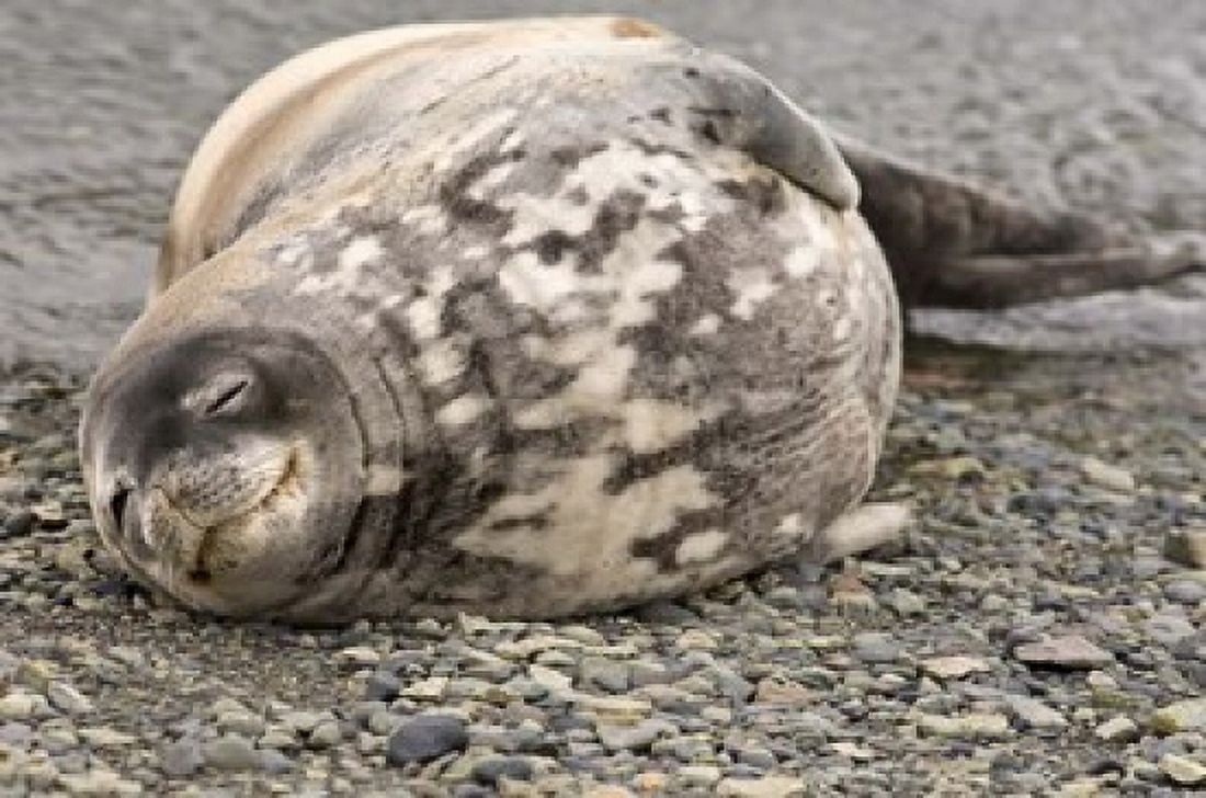 Antarctica King George Island Weddell seal Canvas Art - Michael DeFreitas DanitaDelimont (35 x 24)