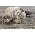 thumbnail image 1 of Antarctica, King George Island, Weddell seal Poster Print by Michael DeFreitas (24 x 15), 1 of 1