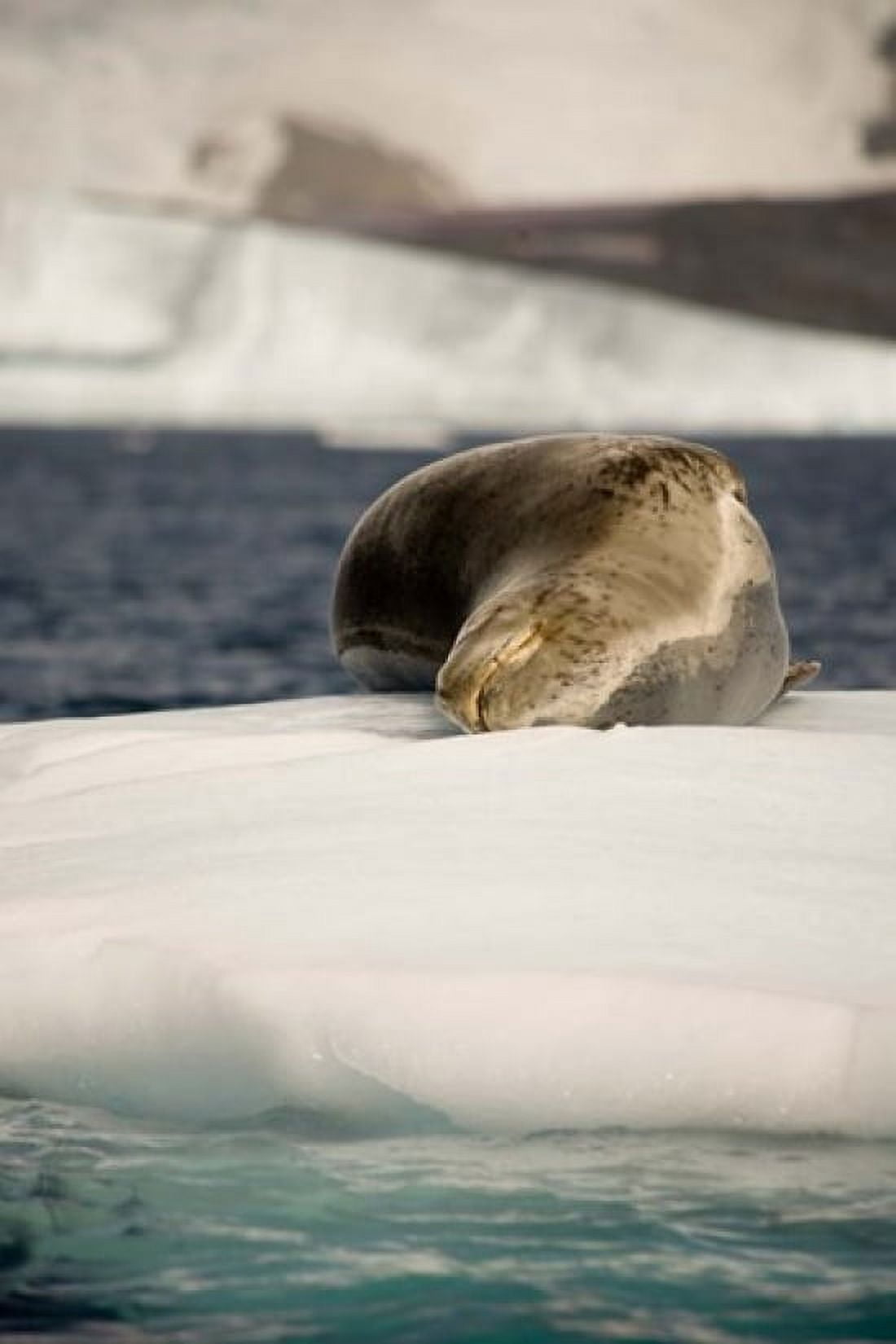 Antarctica Leopard seal adrift on ice flow Canvas Art - Dave Bartruff DanitaDelimont (23 x 35)