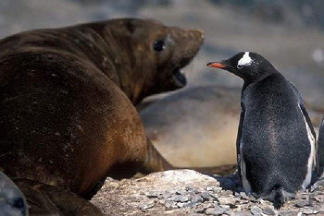 Antarctica Livingston Island Gentoo penguin Canvas Art - Paul Souders DanitaDelimont (18 x 12)