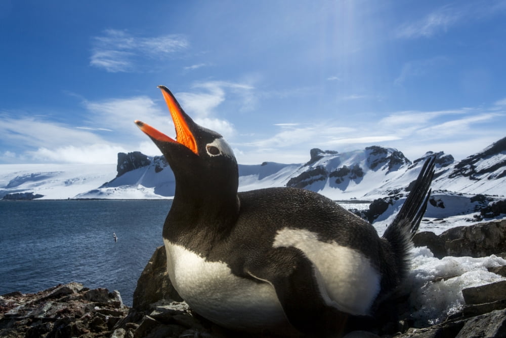 Antarctica Livingstone Island Flash illuminated portrait of Gentoo Penguin (Pygoscelis papua) on nest in South Shetland Islands Canvas Art - Paul Souders Design Pics (18 x 12)