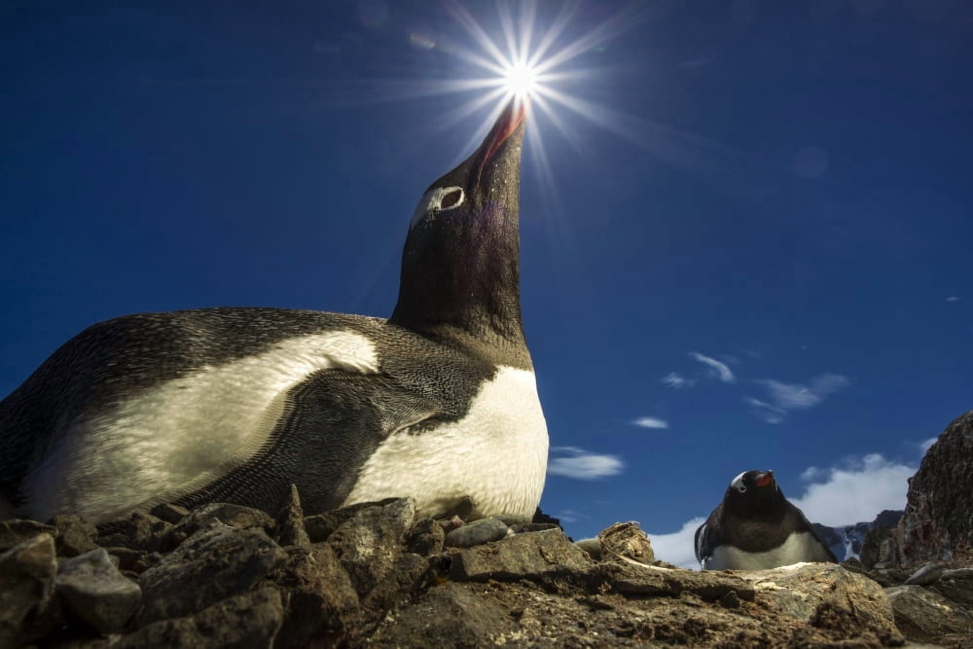 Antarctica Livingstone Island Flash illuminated portrait of Gentoo Penguin (Pygoscelis papua) in sunshine on nest in South Shetland Islands Canvas Art - Paul Souders Design Pics (19 x 12)