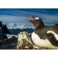 thumbnail image 1 of Antarctica, Livingstone Island, Flash portrait of Gentoo Penguin. Poster Print by Paul Souders (24 x 18), 1 of 1
