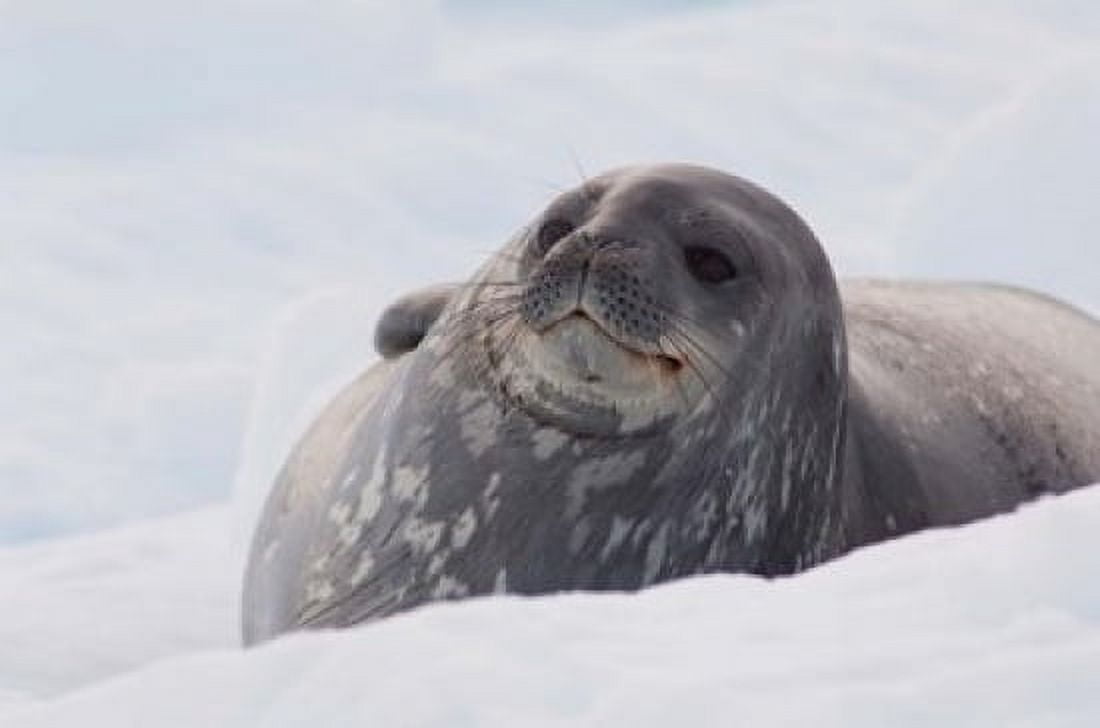 Antarctica Paradise Harbour Fat Weddell seal Canvas Art - Cindy Miller Hopkins DanitaDelimont (17 x 11)