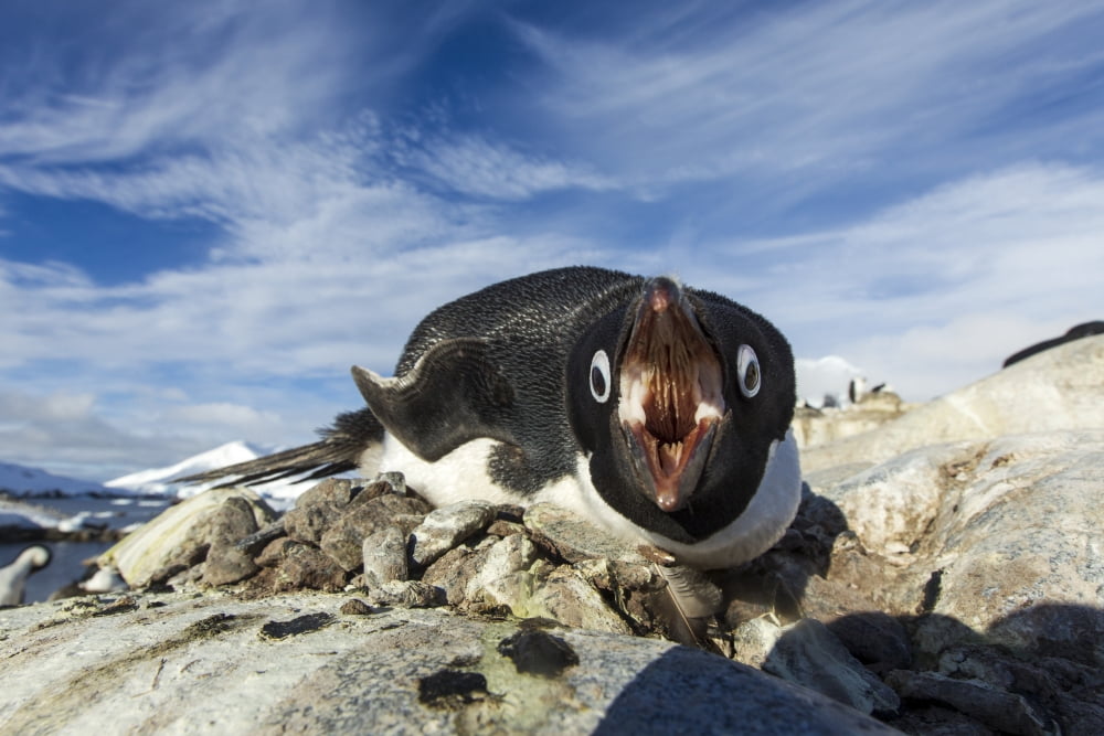 Antarctica Petermann Island Adelie Penguin (Pygoscelis adeliae) pecks at camera lens while nesting on rocky outcrop in spring sunshine Canvas Art - Paul Souders Design Pics (17 x 11)