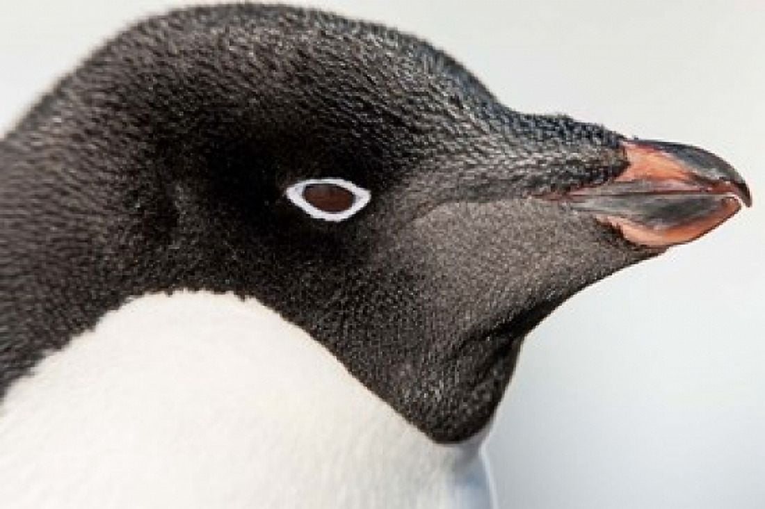 Antarctica Petermann Island Adelie Penguin portrait Canvas Art - Paul Souders DanitaDelimont (38 x 25)