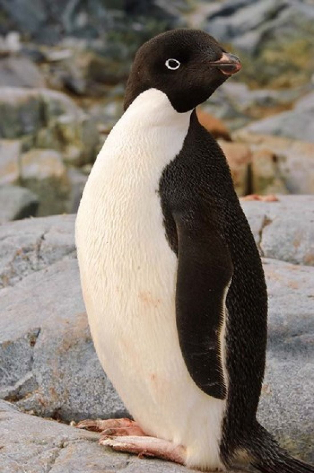 Antarctica Petermann Island Adelie penguin Canvas Art - Michael DeFreitas DanitaDelimont (24 x 35)