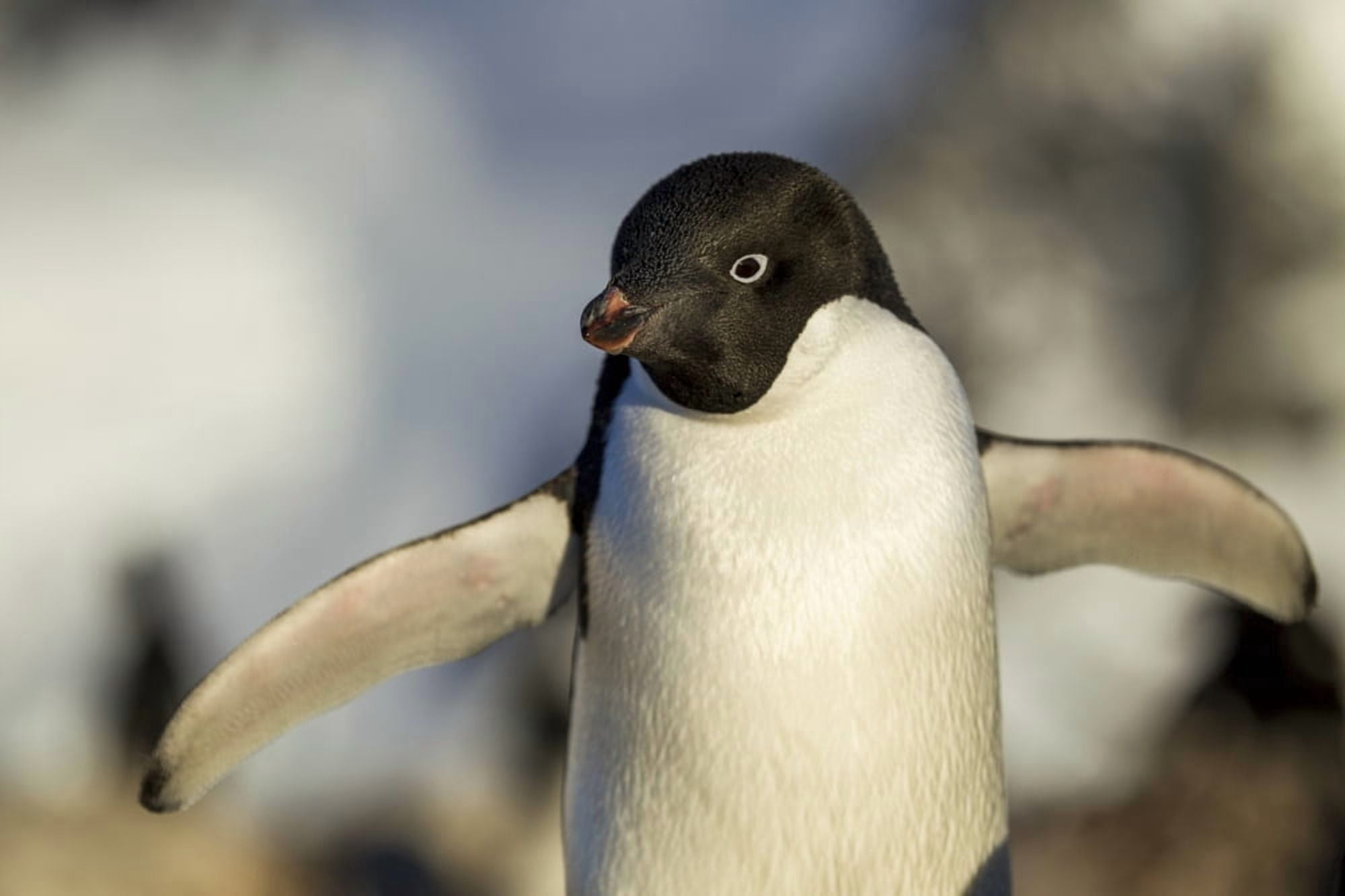 Antarctica Petermann Island Close-up of Adelie Penguin (Pygoscelis adeliae) standing by nest in rookery along Penola Strait Canvas Art - Paul Souders Design Pics (34 x 22)