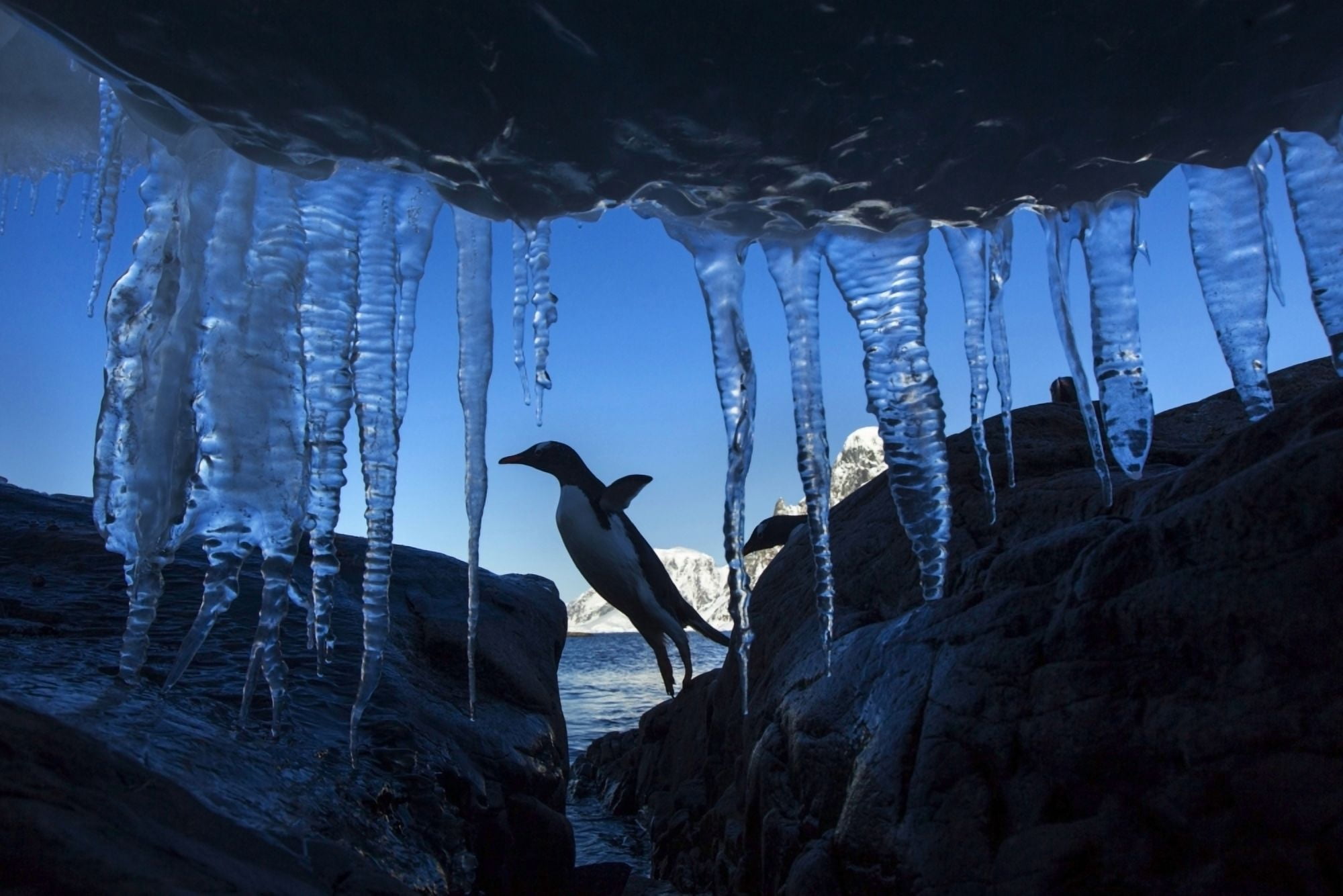 Antarctica Petermann Island Gentoo Penguin (Pygoscelis papua) leaping across rocks beneath wall of icicles along shoreline at sunset Canvas Art - Paul Souders Design Pics (34 x 22)