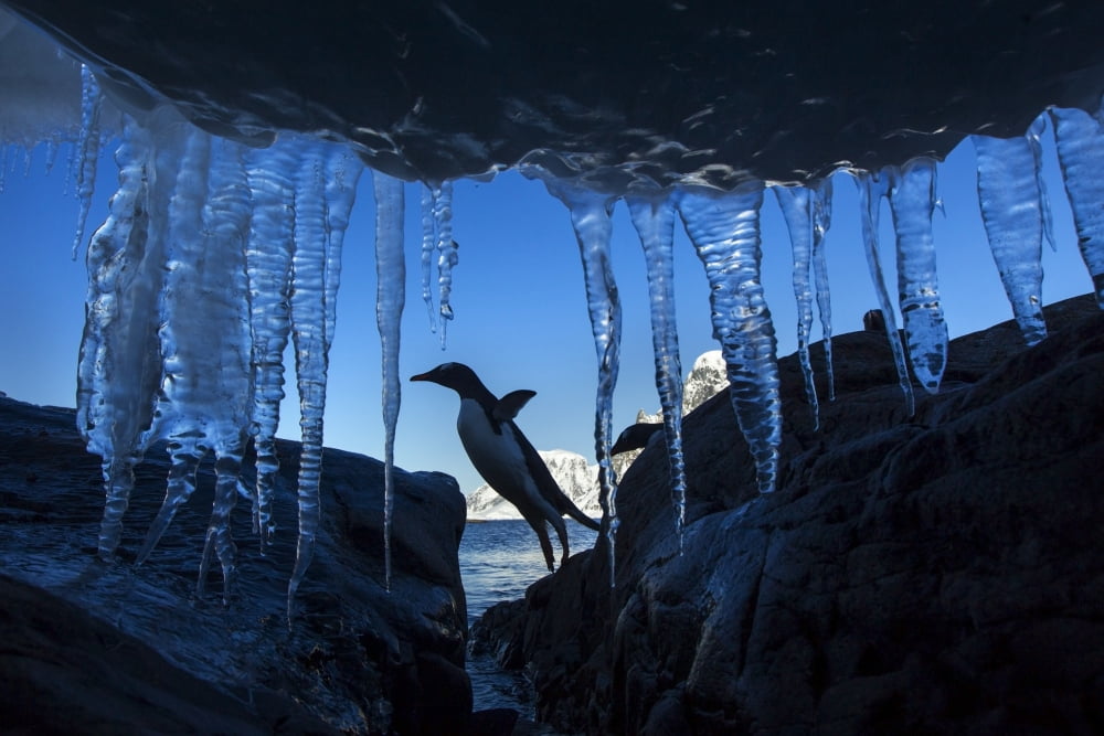 Antarctica Petermann Island Gentoo Penguin (Pygoscelis papua) leaping across rocks beneath wall of icicles along shoreline at sunset Canvas Art - Paul Souders Design Pics (17 x 11)