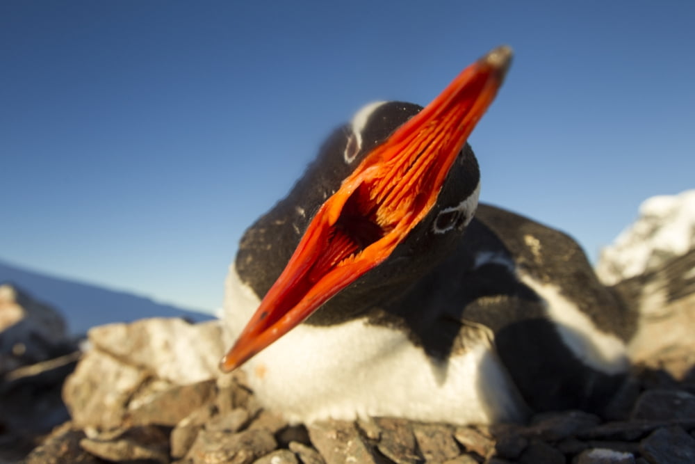Antarctica Petermann Island Gentoo Penguin (Pygoscelis papua) pecks at camera lens while nesting in rookery on rocky outcrop along Penola Strait Canvas Art - Paul Souders Design Pics (17 x 11)