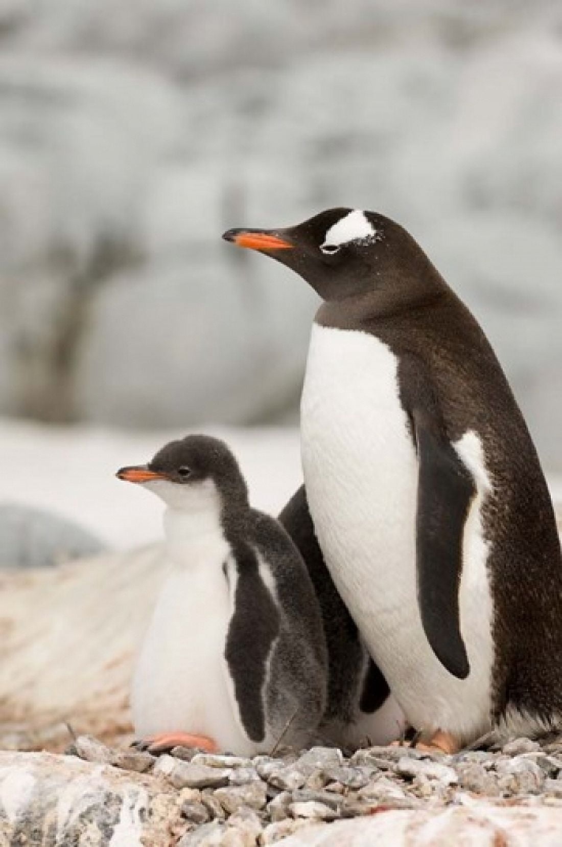 Antarctica Petermann Island Gentoo Penguins Canvas Art - Sergio Pitamitz DanitaDelimont (11 x 17)