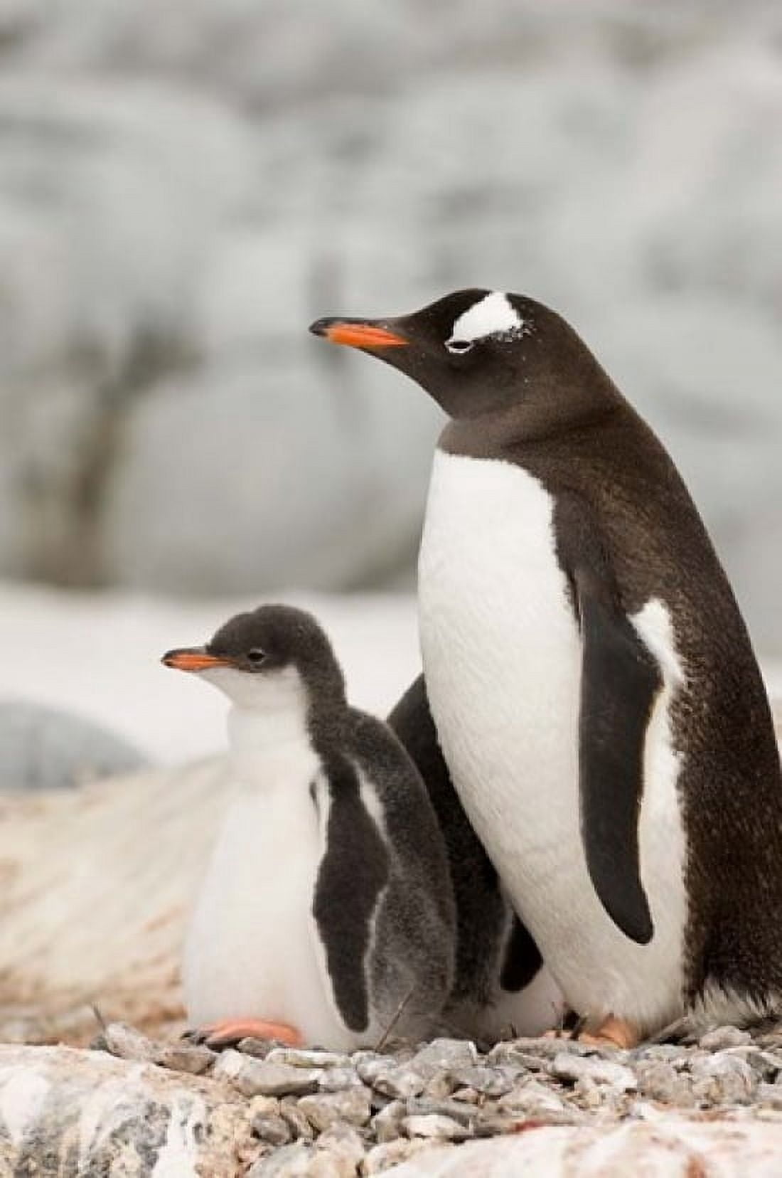 Antarctica Petermann Island Gentoo Penguins Canvas Art - Sergio Pitamitz DanitaDelimont (23 x 35)