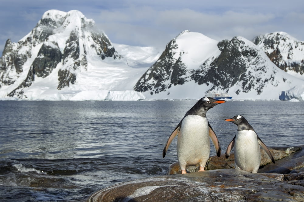 Antarctica Petermann Island Gentoo Penguins (Pygoscelis papua) standing on rocky shoreline beneath mountains near Lemaire Channel Canvas Art - Paul Souders Design Pics (34 x 22)
