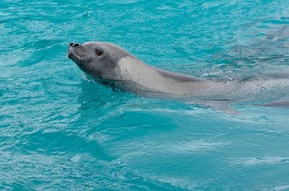 Antarctica Plneau Island Crabeater seal Canvas Art - Michael DeFreitas DanitaDelimont (35 x 24)