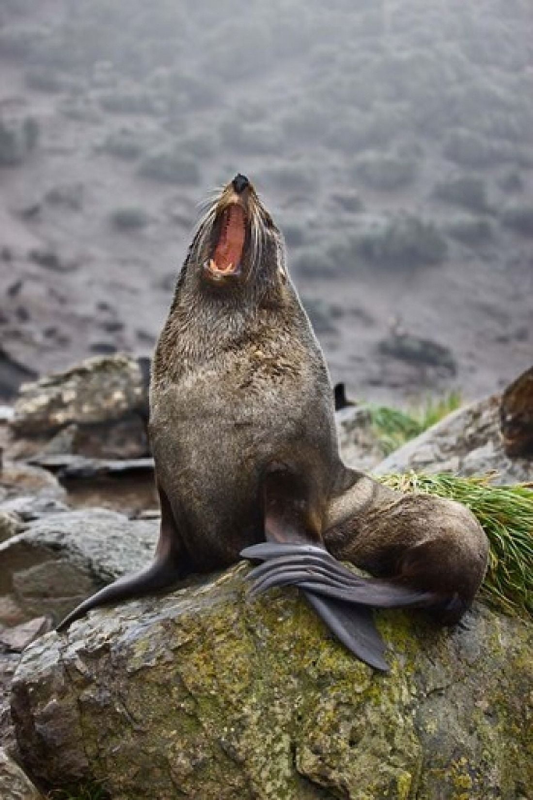 Antarctica South Georgia Elsehul Bay Fur seal Canvas Art - Jaynes Gallery DanitaDelimont (18 x 24)