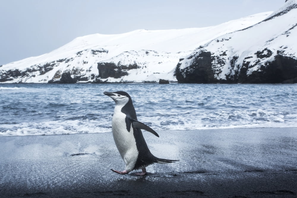 Antarctica South Shetland Islands Chinstrap Penguin (Pygoscelis antarcticus) walking on black volcanic beach on Deception Island Canvas Art - Paul Souders Design Pics (18 x 12)