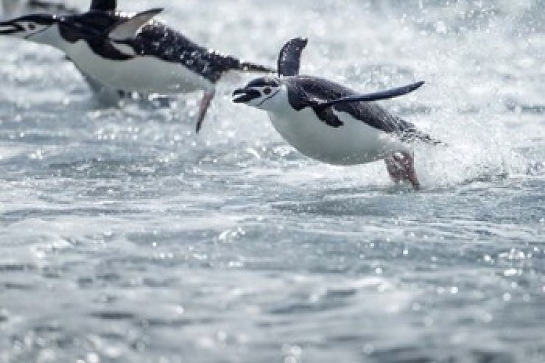 Antarctica South Shetland Islands Chinstrap Penguins swimming Canvas Art - Paul Souders DanitaDelimont (24 x 15)