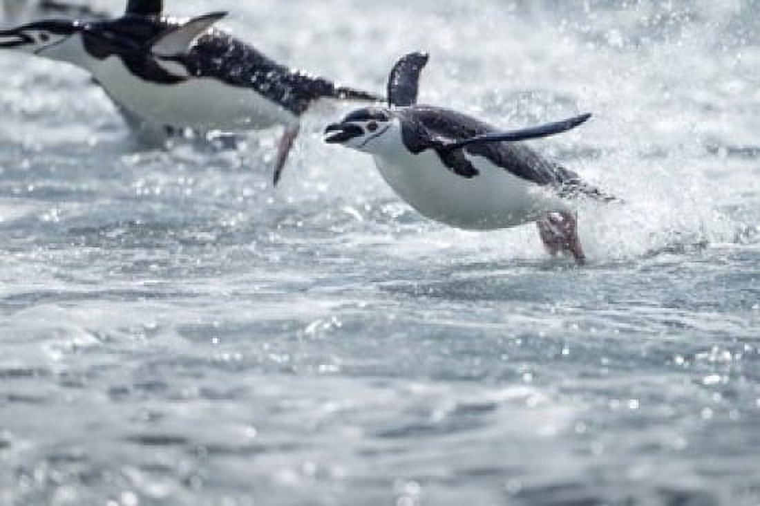 Antarctica South Shetland Islands Chinstrap Penguins swimming Canvas Art - Paul Souders DanitaDelimont (35 x 23)