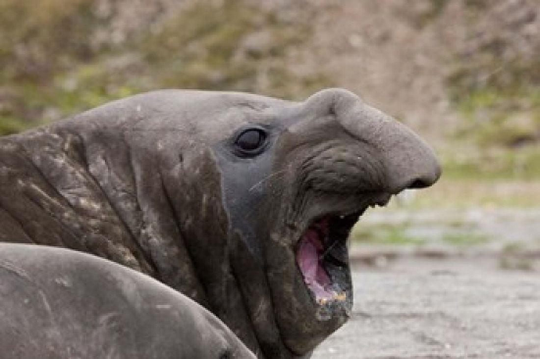 Antarctica St Andrews Bay Southern Elephant Seal Canvas Art - Jaynes Gallery DanitaDelimont (38 x 25)