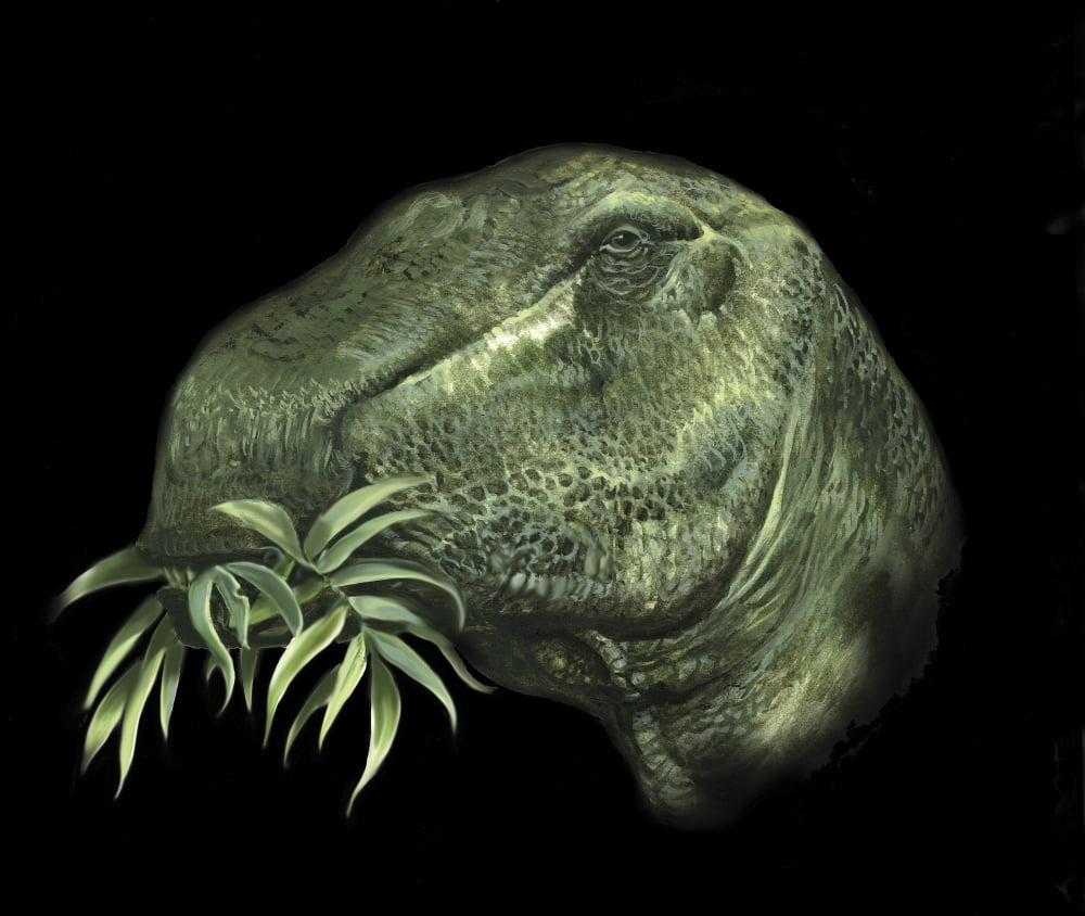 Antarctosaurus portrait Canvas Art - Jan SovakStocktrek Images (15 x 13)