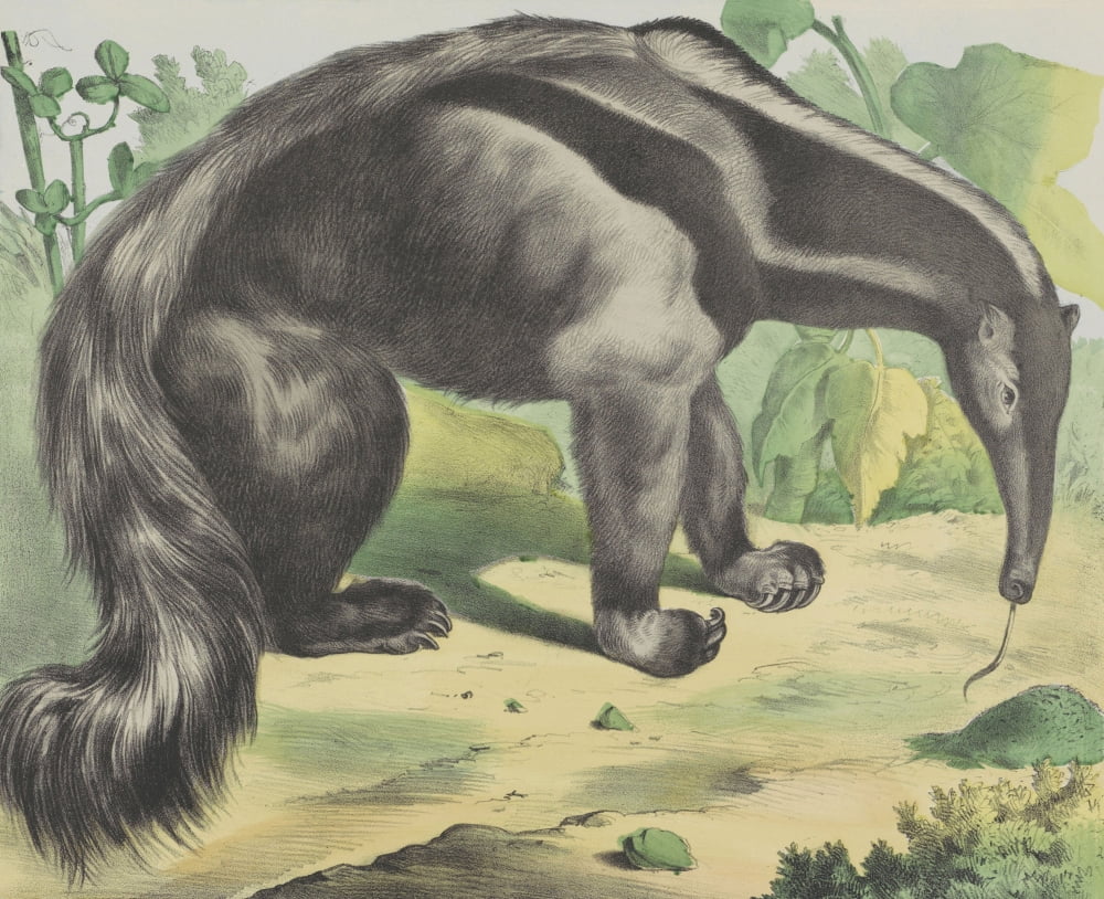 Anteater Canvas Art - (24 x 18)