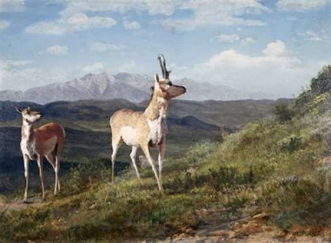 Antelope Canvas Art - Albert Bierstadt (18 x 24)