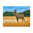 thumbnail image 1 of Antelope In Mountain Background Antelope In Grass Outside Wall Art Ready To Hang Unframed, 1 of 18