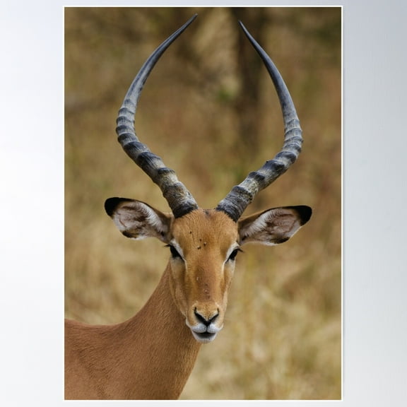 Antelope In Serengeti National Park Poster Wall Art, Modern Wall Decor For Living Room Bedroom, 8x12 UNFRAMED