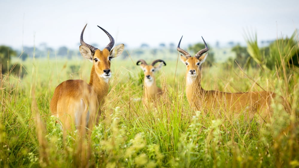 Antelope Murchison Falls National Park Uganda Canvas Art - Reynold Mainse Design Pics (40 x 22)
